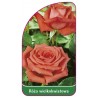 roza-wielkokwiatowa-219-mini1
