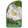 roza-wielkokwiatowa-221-a-mini1