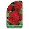roza-wielkokwiatowa-224-mini1