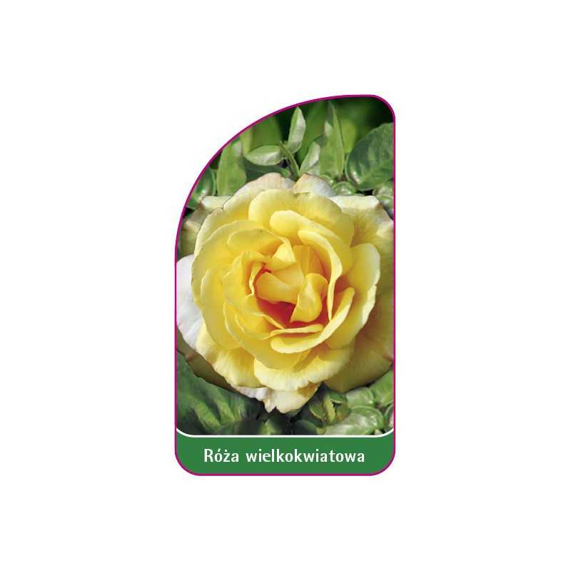 roza-wielkokwiatowa-230-mini1