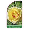 roza-wielkokwiatowa-230-mini1