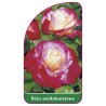 roza-wielkokwiatowa-231-mini1