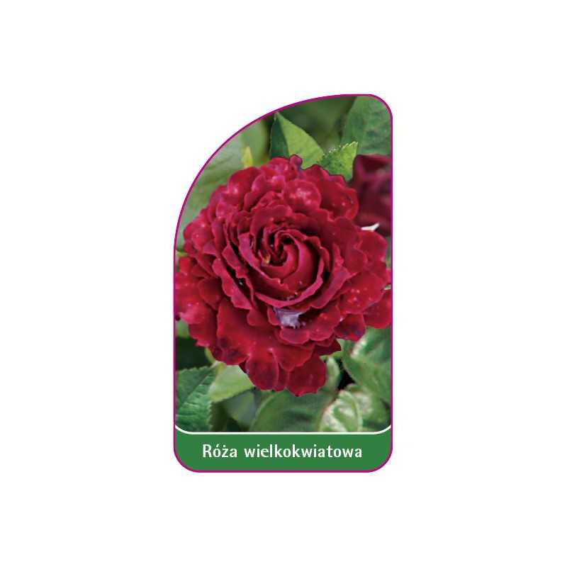 roza-wielkokwiatowa-233-mini1