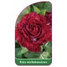 roza-wielkokwiatowa-233-mini1