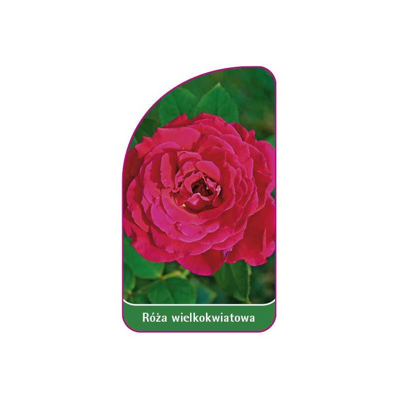 roza-wielkokwiatowa-234-mini1