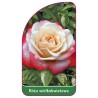 roza-wielkokwiatowa-236-mini1