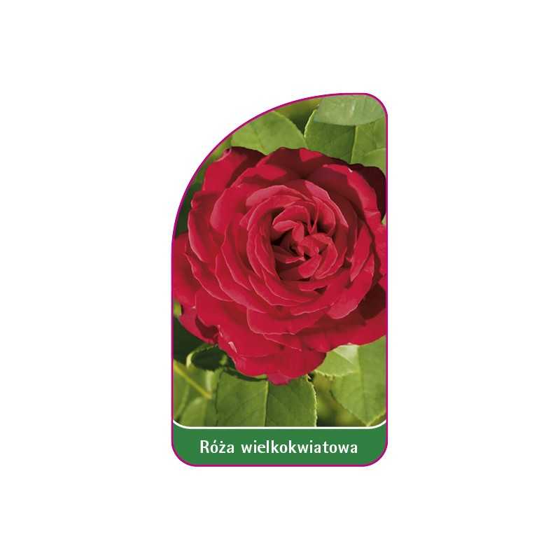 roza-wielkokwiatowa-245-mini1