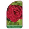 roza-wielkokwiatowa-245-mini1
