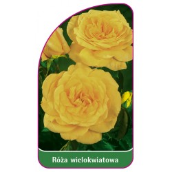 Róża wielokwiatowa 264 B