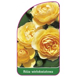Róża wielokwiatowa 264 A