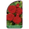 roza-wielokwiatowa-255-b1