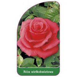 Róża wielkokwiatowa 202 (standard)