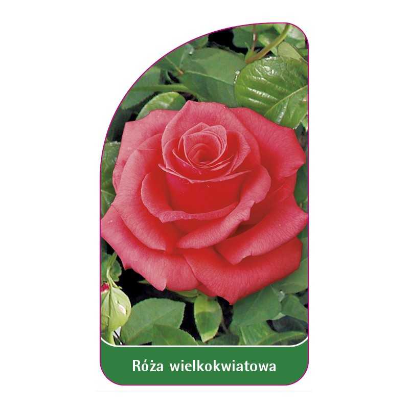 roza-wielkokwiatowa-202-standard1