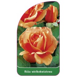 Róża wielkokwiatowa 206 B (standard)