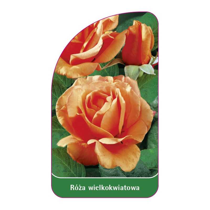 roza-wielkokwiatowa-206-b-standard1
