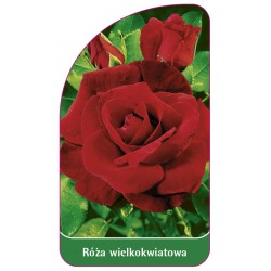 Róża wielkokwiatowa 208 B (standard)