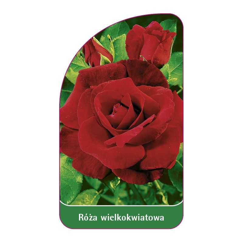 roza-wielkokwiatowa-208-b-standard1