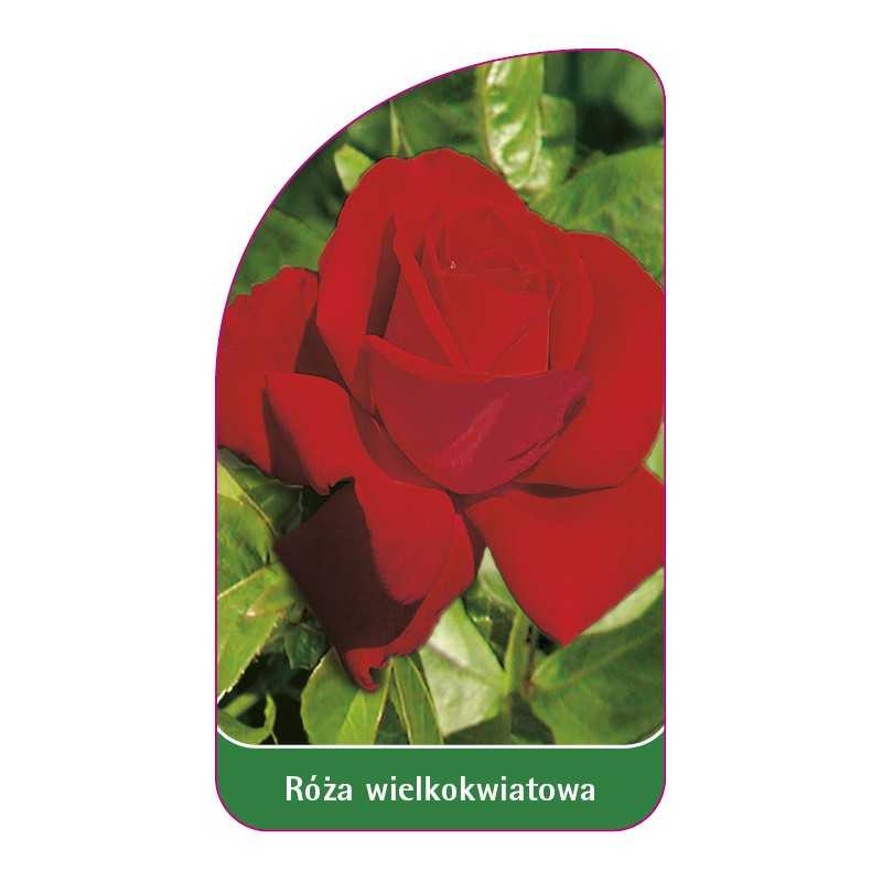 roza-wielkokwiatowa-210-standard1