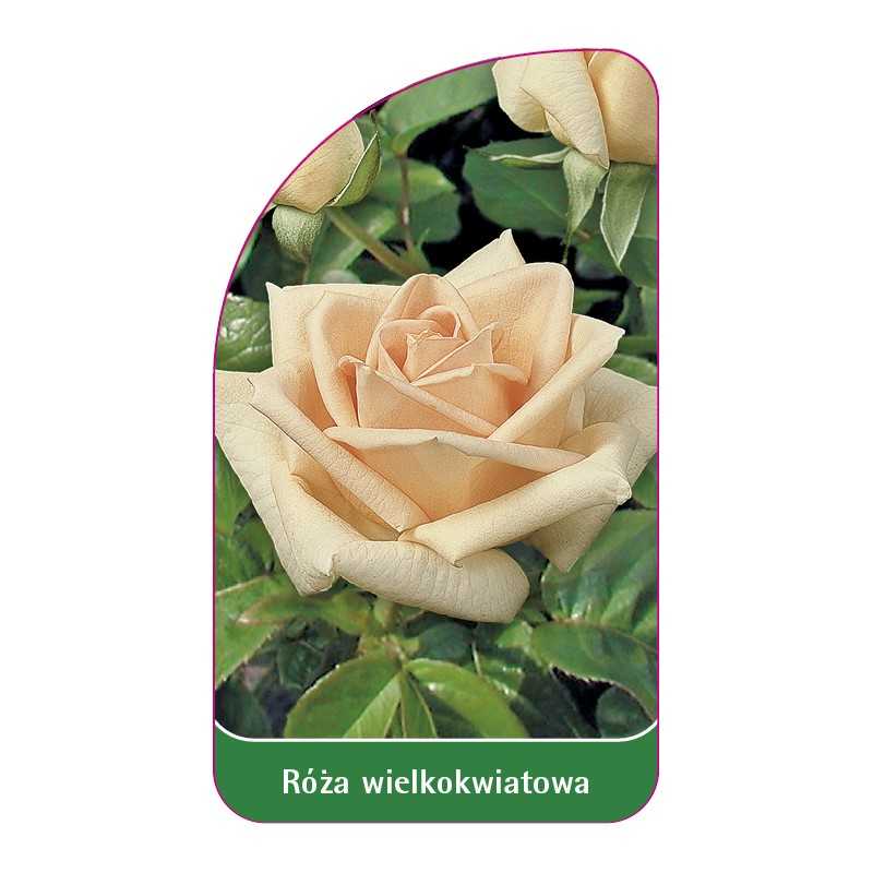 roza-wielkokwiatowa-214-standard1