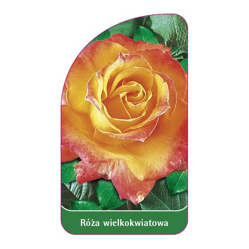 roza-wielkokwiatowa-217-standard1