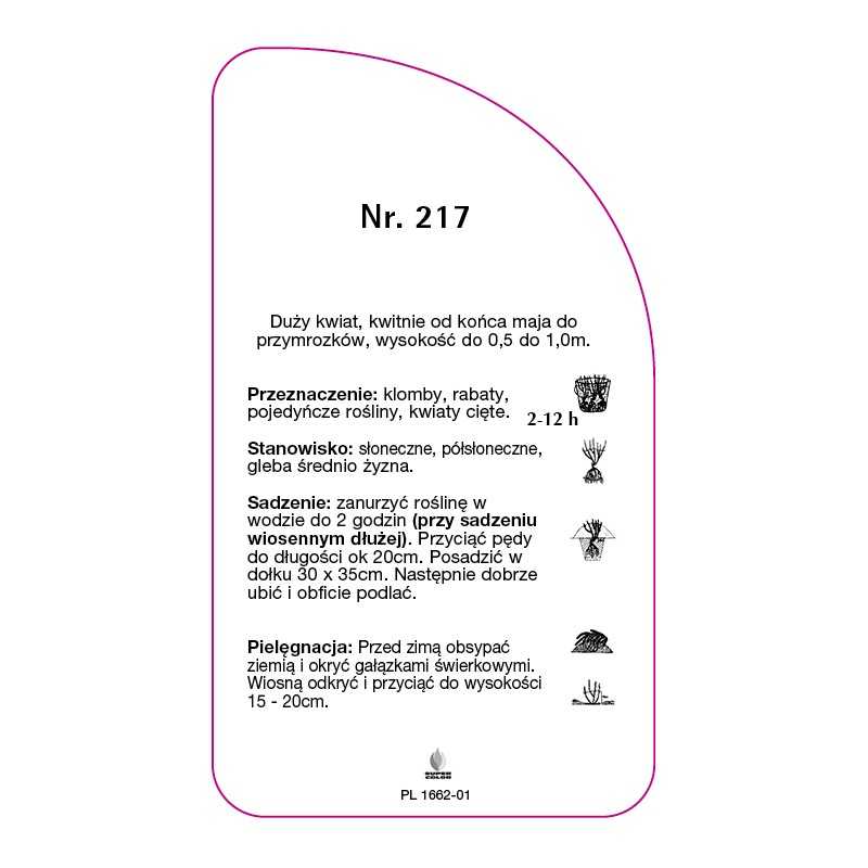 roza-wielkokwiatowa-217-standard0