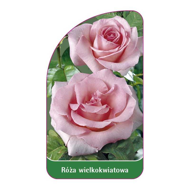 roza-wielkokwiatowa-218-b-standard1