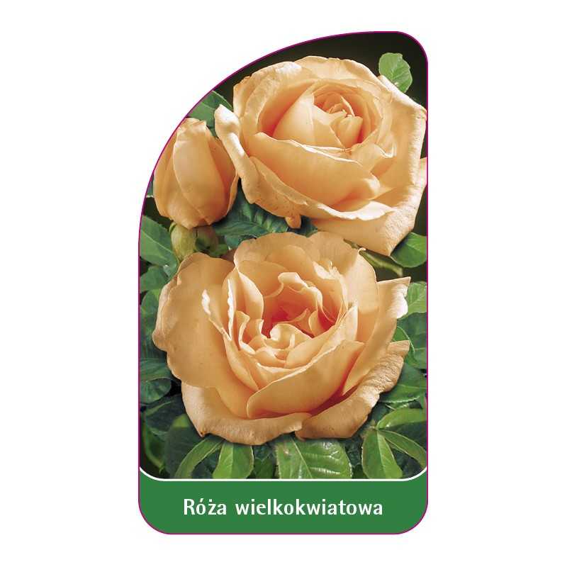 roza-wielkokwiatowa-220-standard1