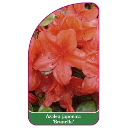 Azalea japonica 'Brunella'