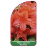 azalea-japonica-brunella-1