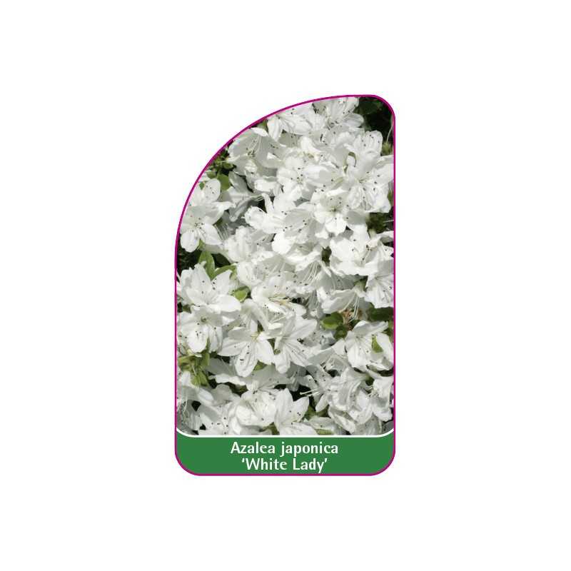 azalea-japonica-white-lady-mini1
