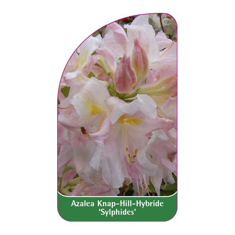 azalea-sylphides-1