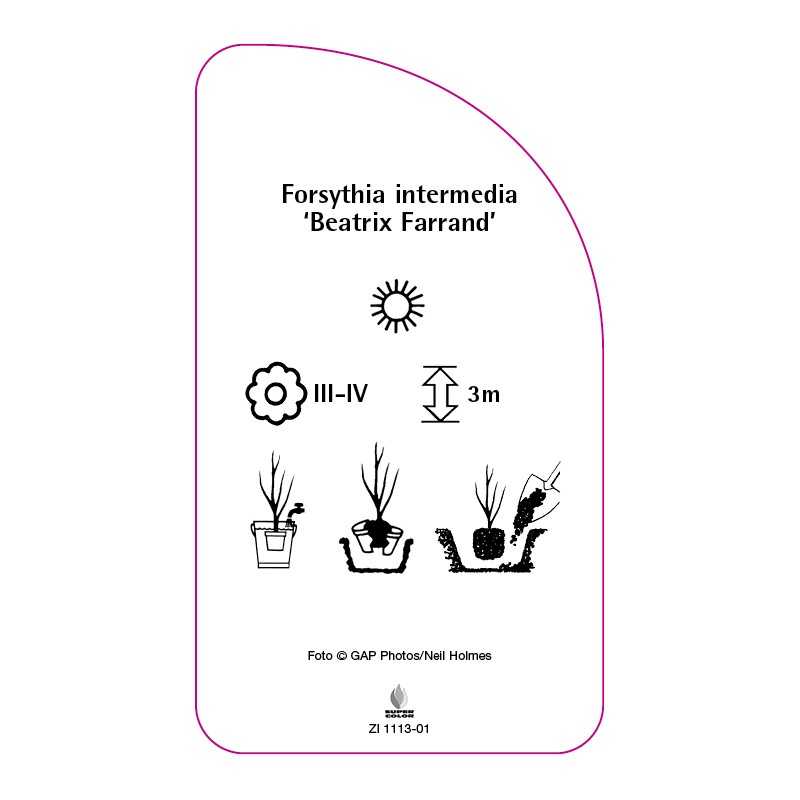 forsythia-intermedia-beatrix-farrand-0