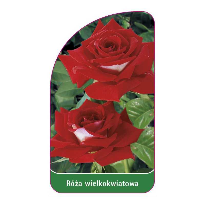 roza-wielkokwiatowa-227-a-standard1