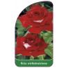 roza-wielkokwiatowa-227-a-standard1