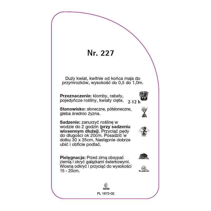 roza-wielkokwiatowa-227-a-standard0