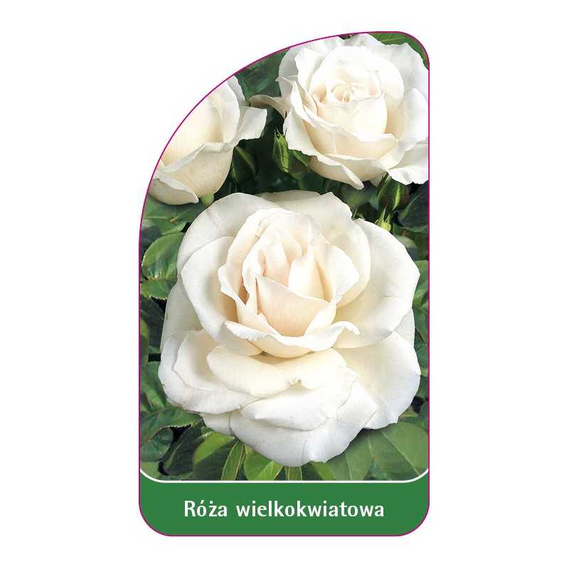 roza-wielkokwiatowa-228-standard1