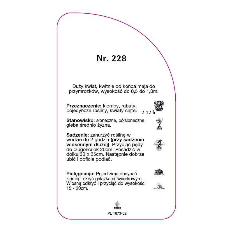 roza-wielkokwiatowa-228-standard0