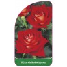 roza-wielkokwiatowa-229-standard1