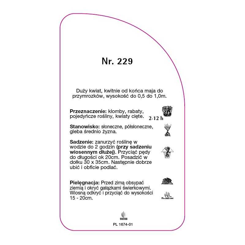roza-wielkokwiatowa-229-standard0