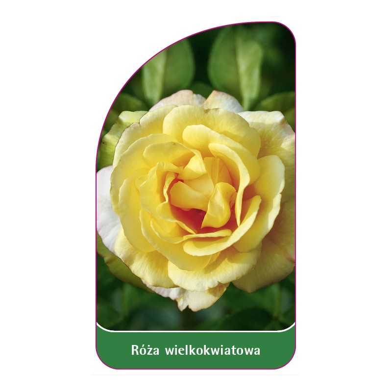 roza-wielkokwiatowa-230-standard1