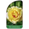 roza-wielkokwiatowa-230-standard1