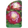 roza-wielkokwiatowa-231-standard1