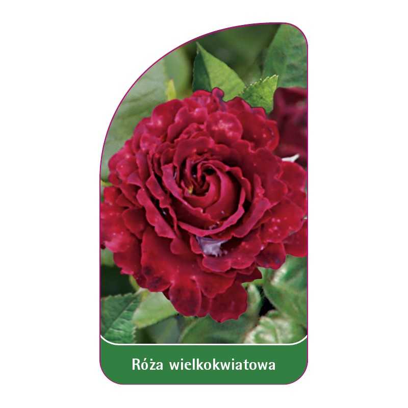 roza-wielkokwiatowa-233-standard1