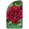 roza-wielkokwiatowa-233-standard1