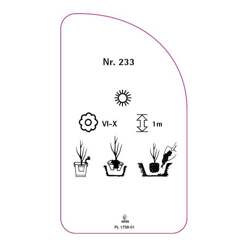 roza-wielkokwiatowa-233-standard0