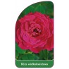 roza-wielkokwiatowa-234-standard1