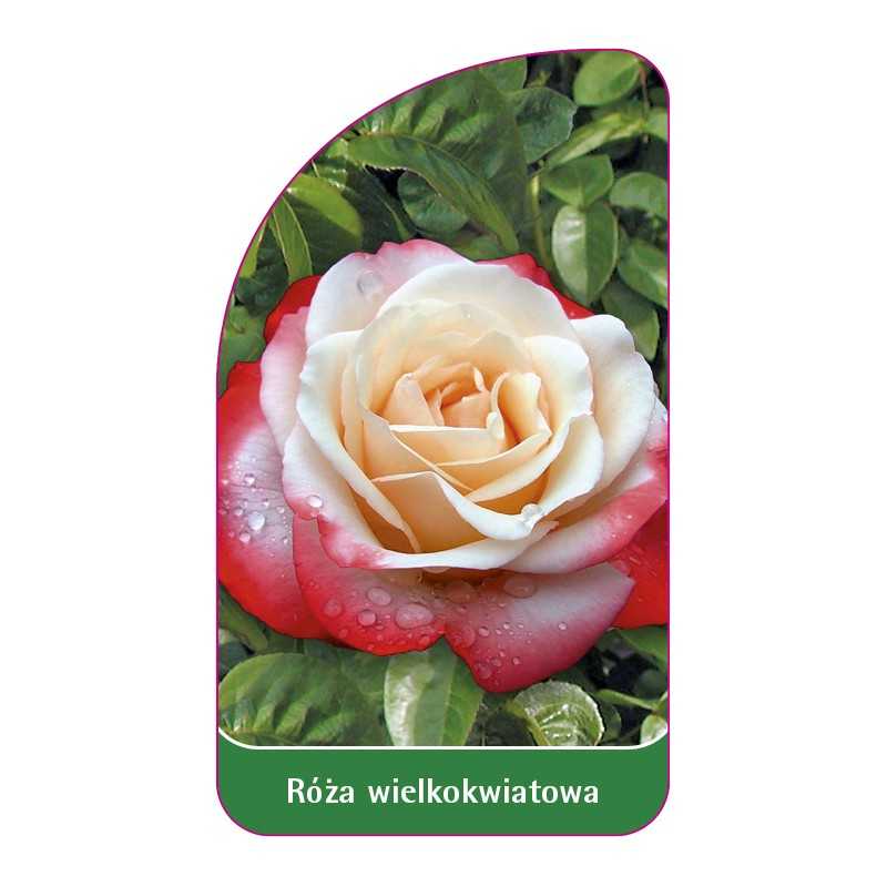 roza-wielkokwiatowa-236-standard1