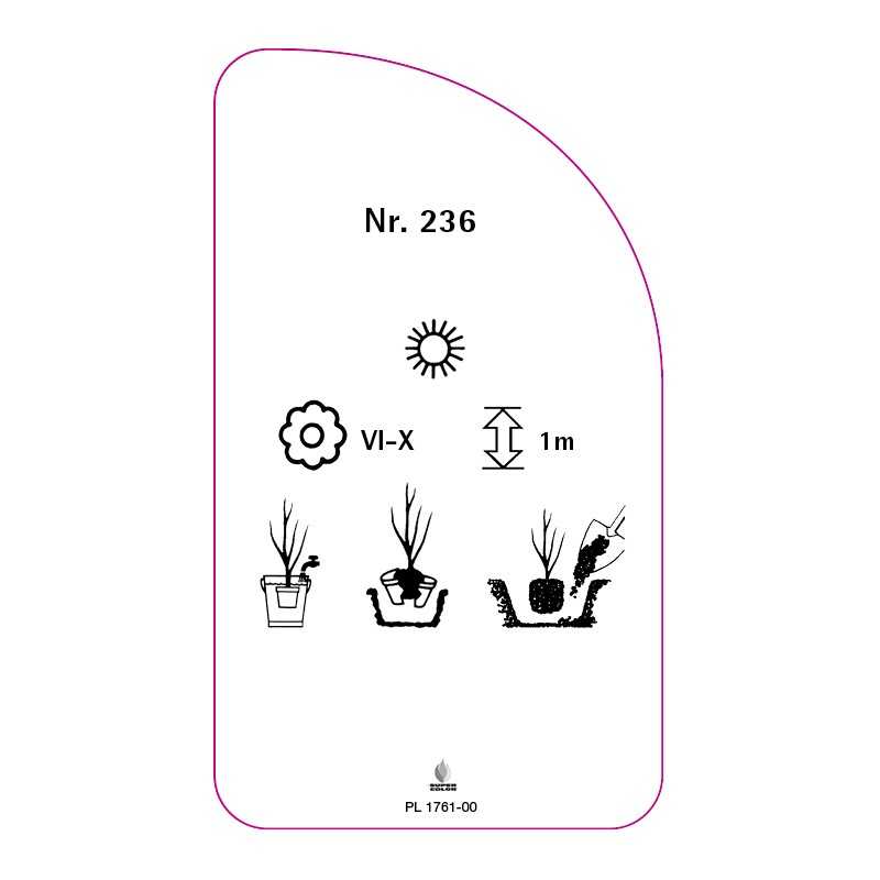 roza-wielkokwiatowa-236-standard0