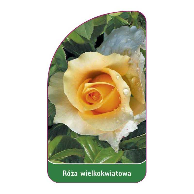 roza-wielkokwiatowa-237-standard1
