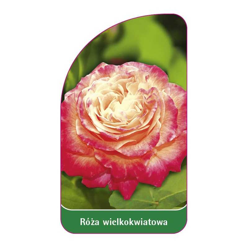 roza-wielkokwiatowa-242-standard1